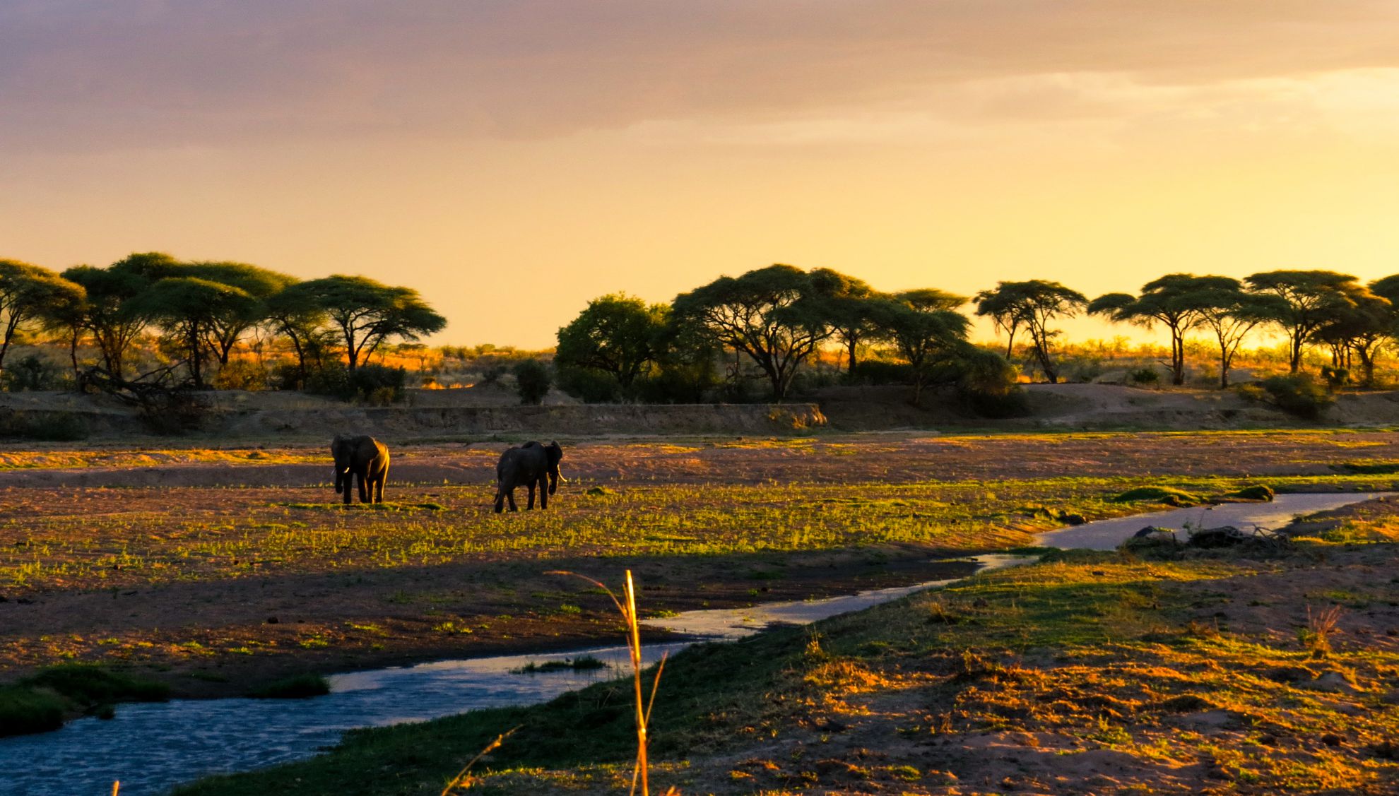 Ruaha